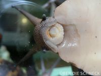 a.m.suturalis (007)